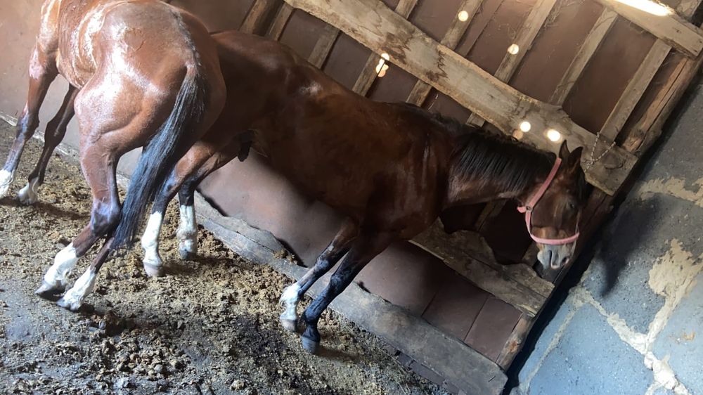 Продам жеребеца 6 лет