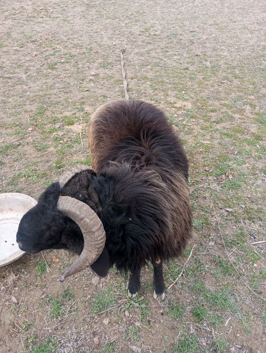 Qoʻchqor 2 yosh soğlom sotiladi