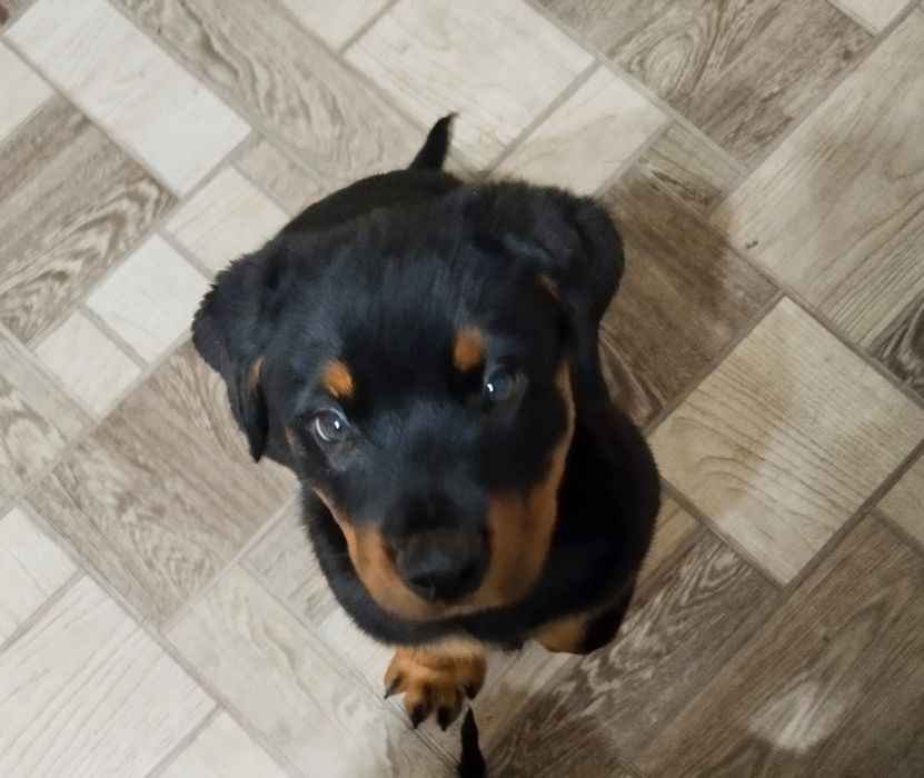 Ротвейлер   щенок