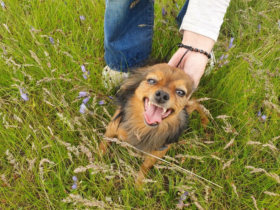 Отдам длинношерстного той-терьера