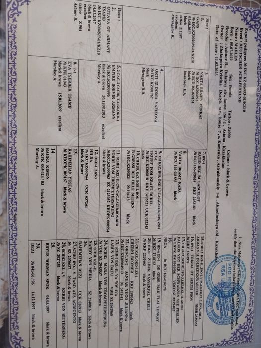 Немецкая овчарка!