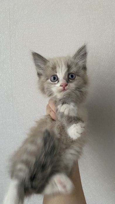 котенок в хорошие руки