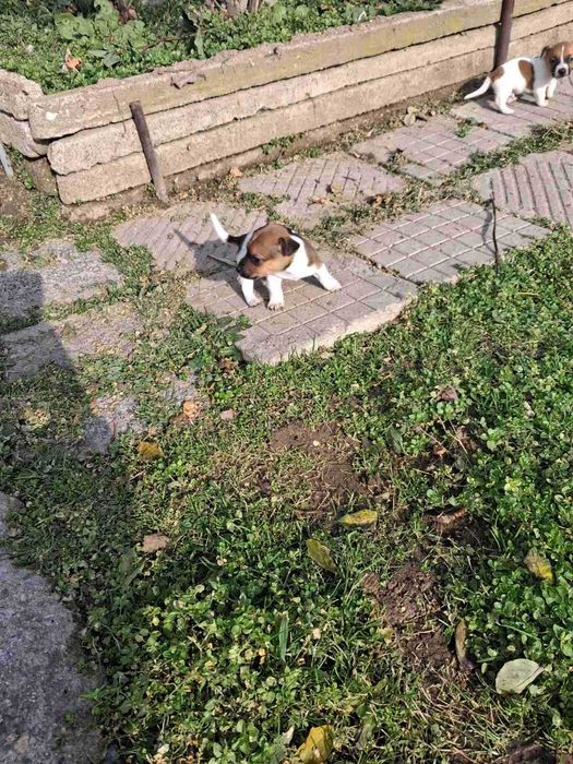 Джак ръсел кученца