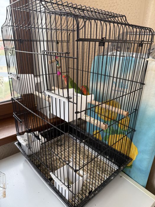Попугай + клетка