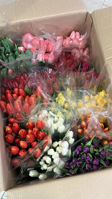 Тюльпаны . Корпоративные заказы