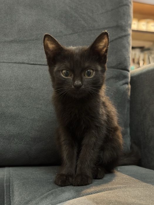 котенка в добрые руки