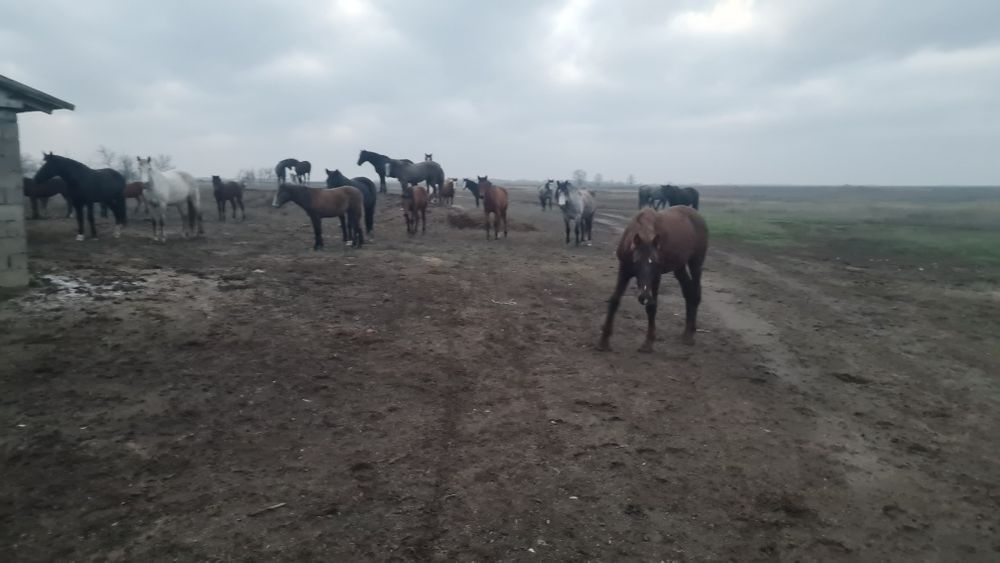 жылқы (бие, жабағы)  - лошади