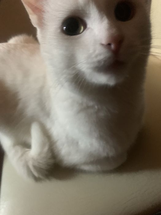 Очаровательный милый кот