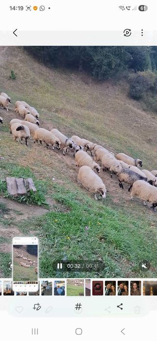 Vand 50 de oi turcane