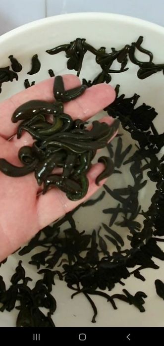 Zuluk. Зулук. Пиявки медицинские аптечные.