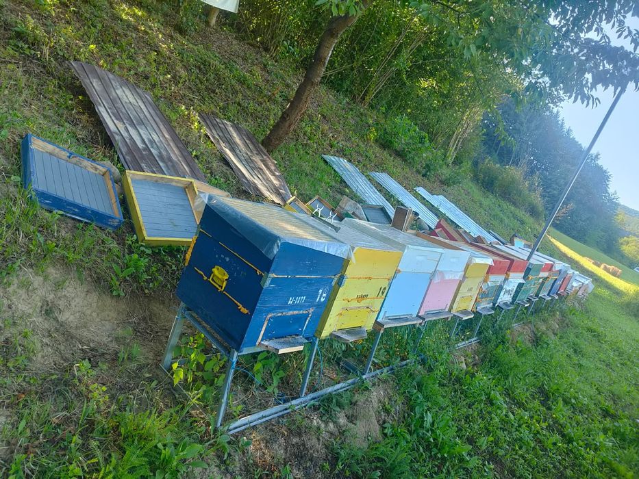 Se vinde 17 famili de albine in judetul Bistrița Năsăud