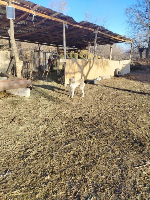 Тазы ит сатылады