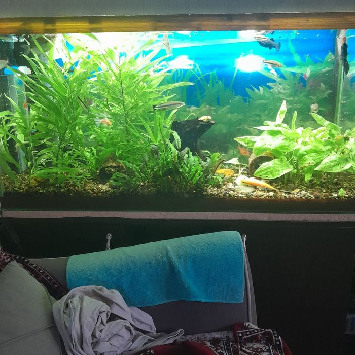 Аквариум, рыбки,растения.