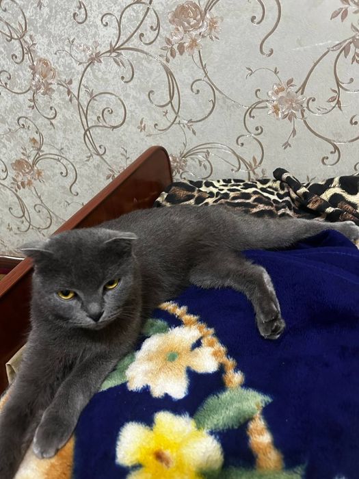 Scottish fold кошка обмен на телефон kelishamiz