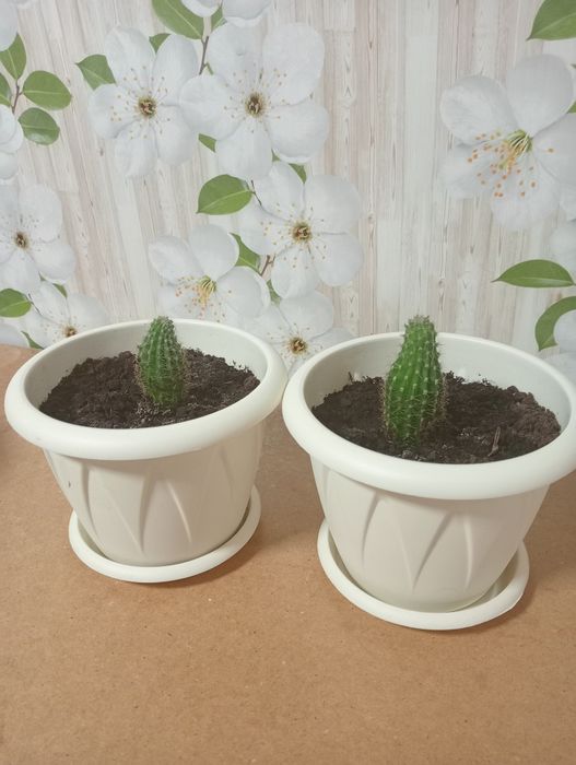 Продам кактусы в горшочках