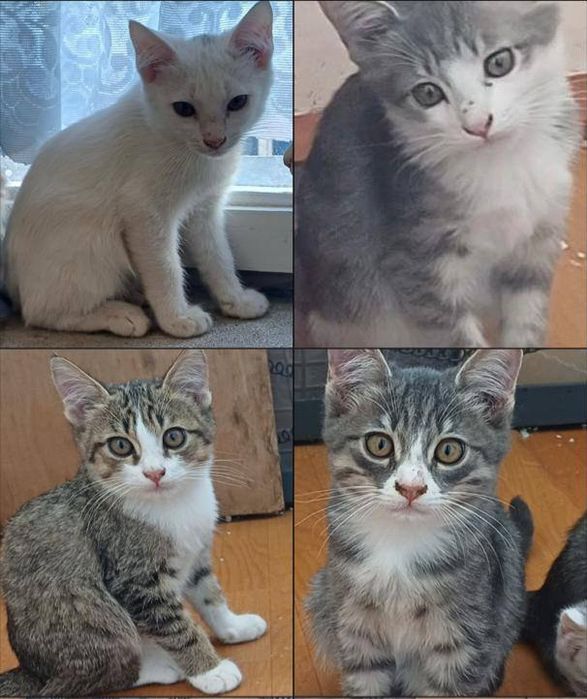 Отдадим четырех котят мальчиков