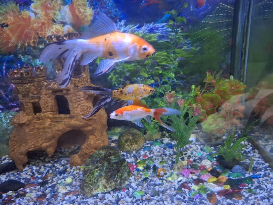 Akvarium baliqlari bilan