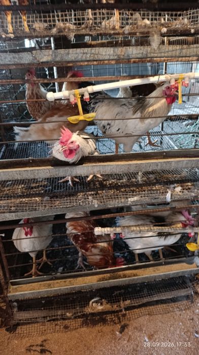 Продам петухов 5 месячных
