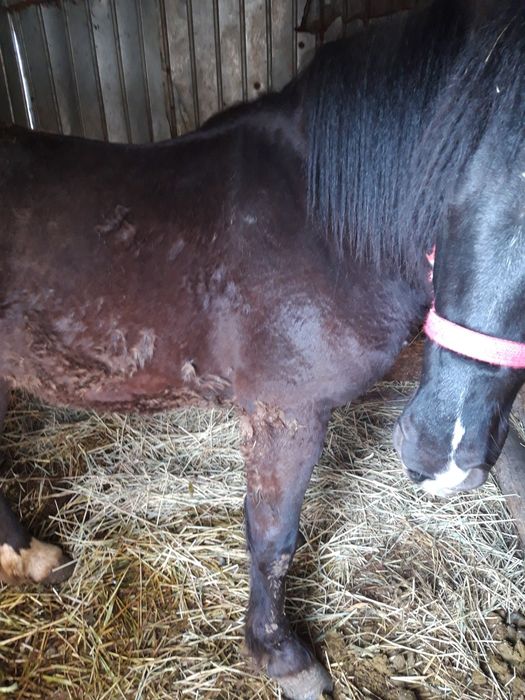 Vând cal semigreu românesc