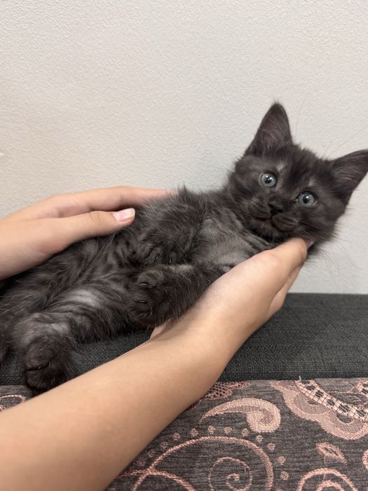 Отдам котят в  добрые  руки
