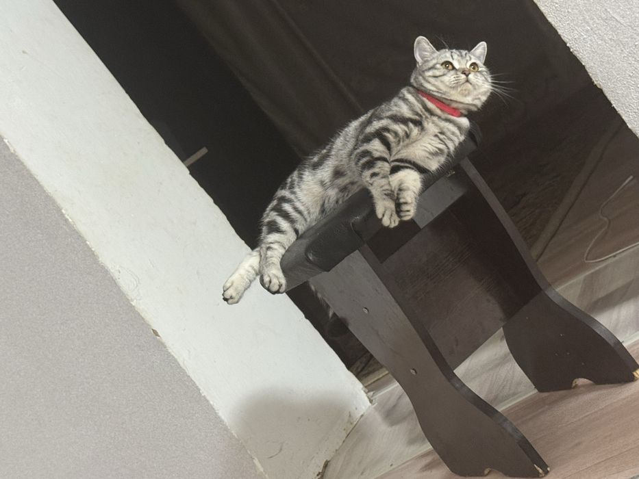 Продам кошку на вязку