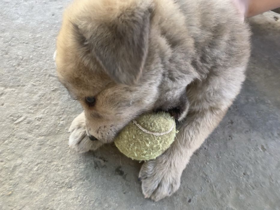 Төбет щенок 1 месяц