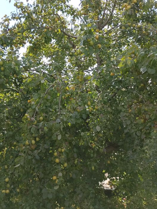 дача Сад Металлург 6 сот