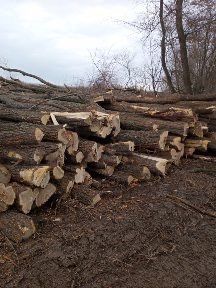 Lemne de foc esenta tare