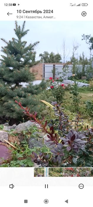 ель ,елка продам