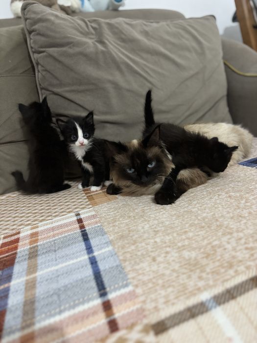 Отдам в добрые руки