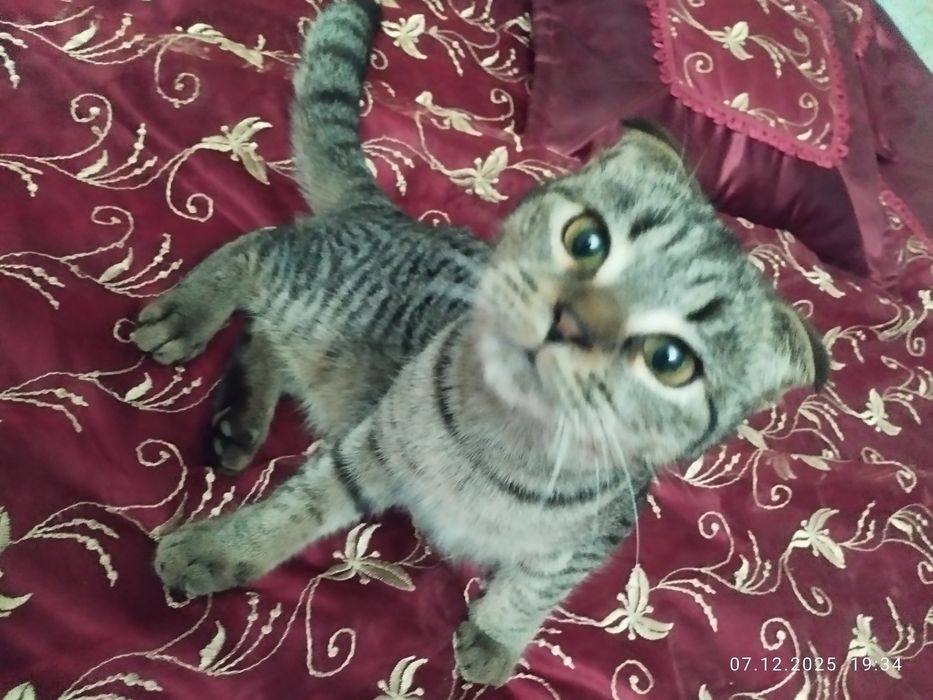 Домашние животные