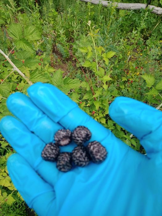 Продам саженцы чёрной малины