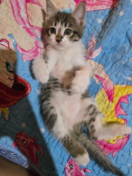 Котята добрым людям