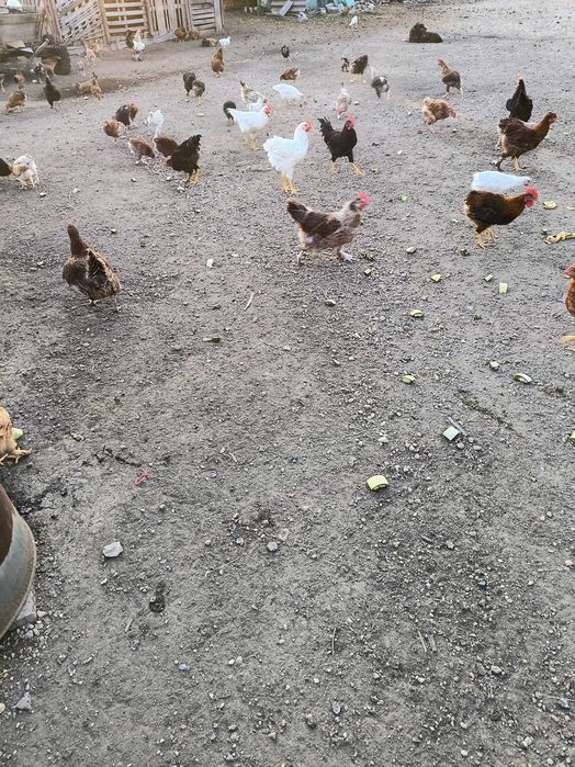Pui de vânzare de curte