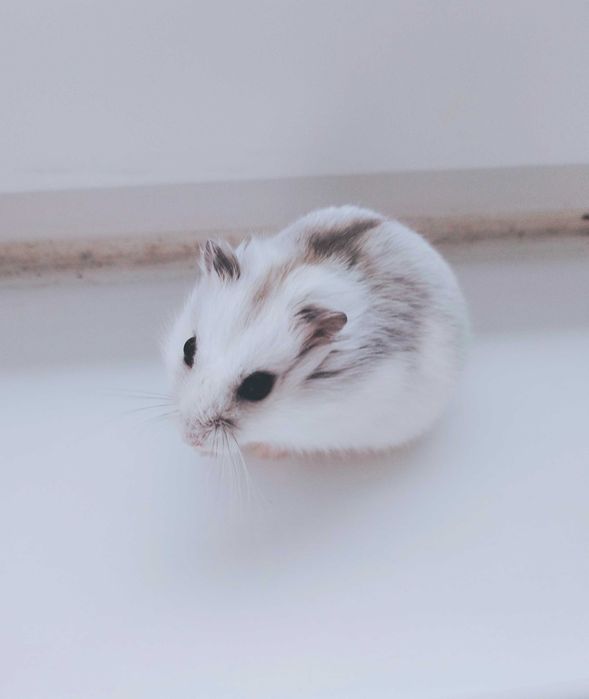 Hamsteri albi foarte deosebiți și cuminți micuți și cuminți