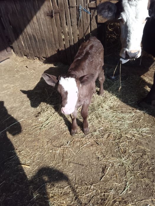 Vitea caută casa nouăi