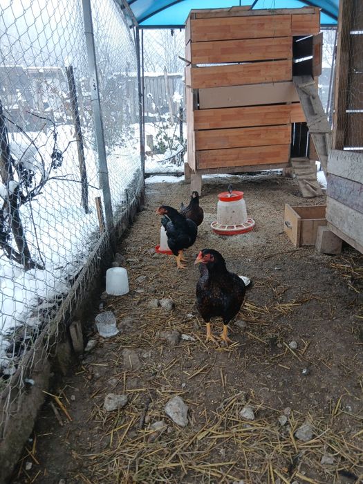 Vând combatant indian