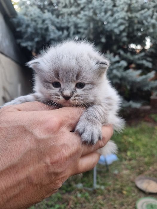 Отдадим котенка невский маскарадный. Мальчик.