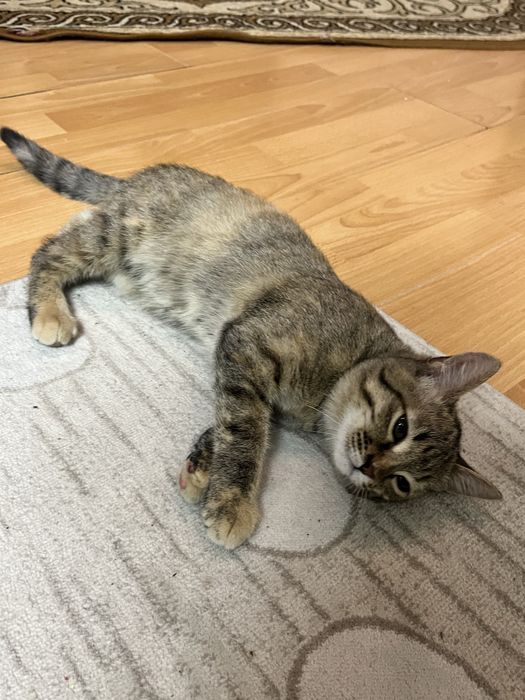 Котенок трехцветный. Девочка