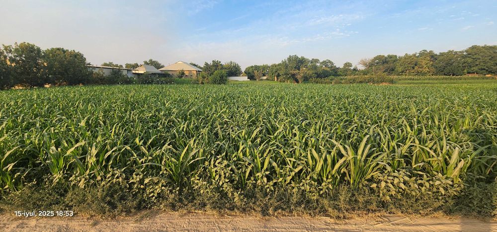 Uy-joy qurish va dehqonchilik uchun qulay yer maydoni sotilmoqda.