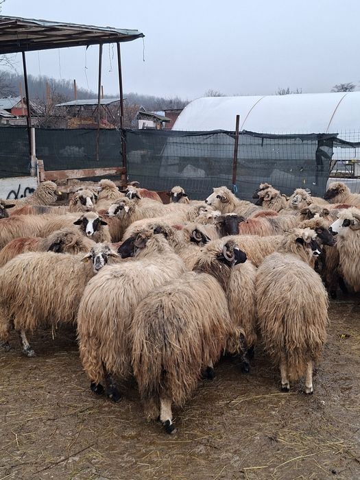 Vand 36 de oi tinere