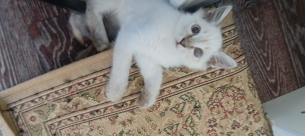 Отдам котенка к латку приучен