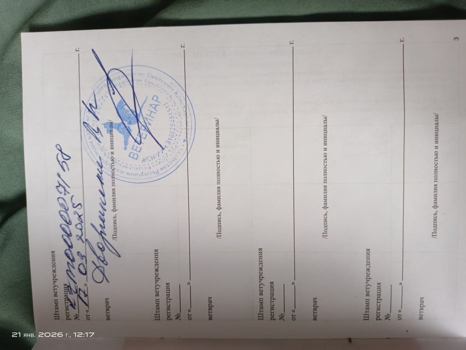 Продам шотландскую вислоухую