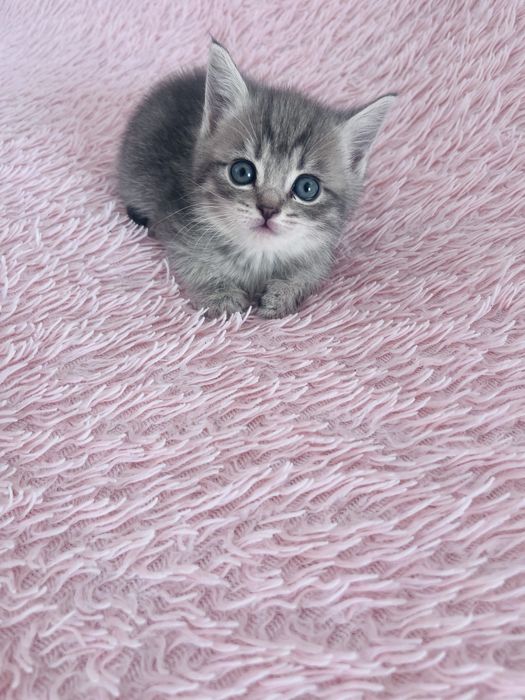 Продам шотландских котят