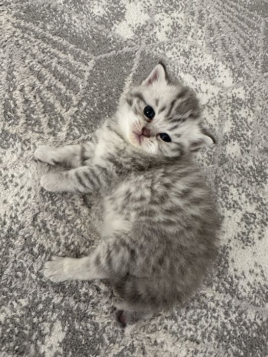 Мысық сатылады 70 000 тг