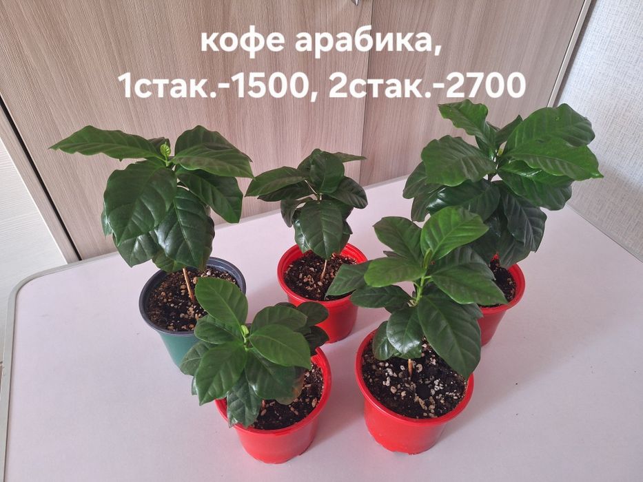 Комнатные растения
