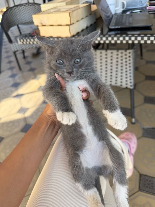 Отдм котят в добрые руки
