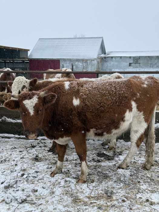 Продам первотёлок возраст 2,5 года .