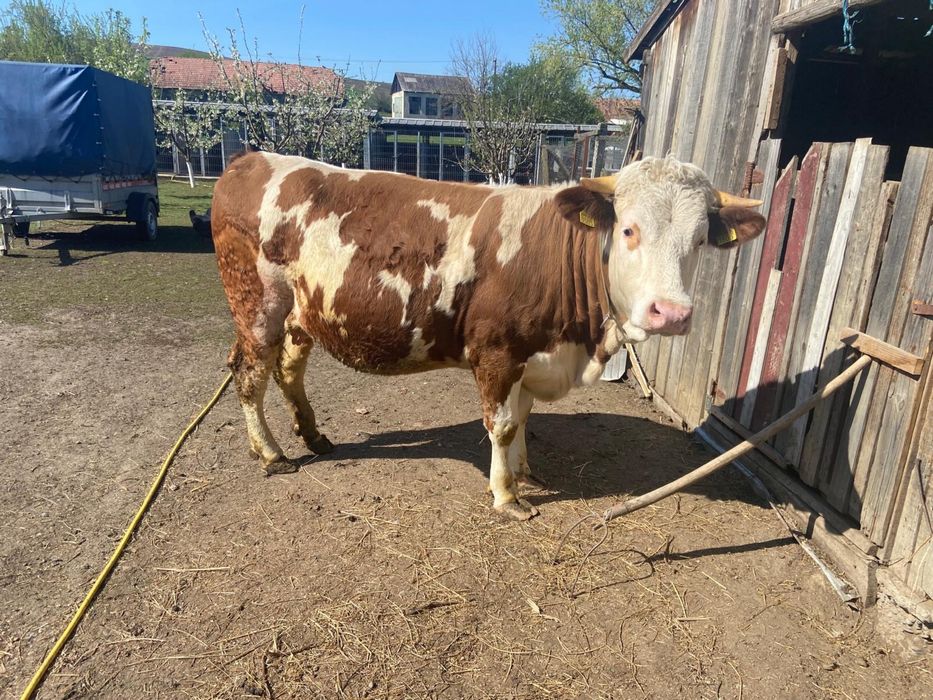 Juninca gestanta de vanzare