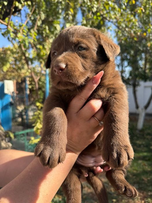 Продажа щенков лабрадора